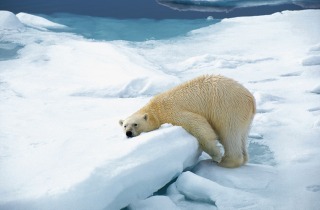 PolarBear.SpitsbergenbyRinievanMeurs.jpg